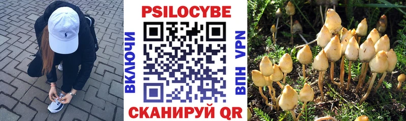 Псилоцибиновые грибы Cubensis Тольятти